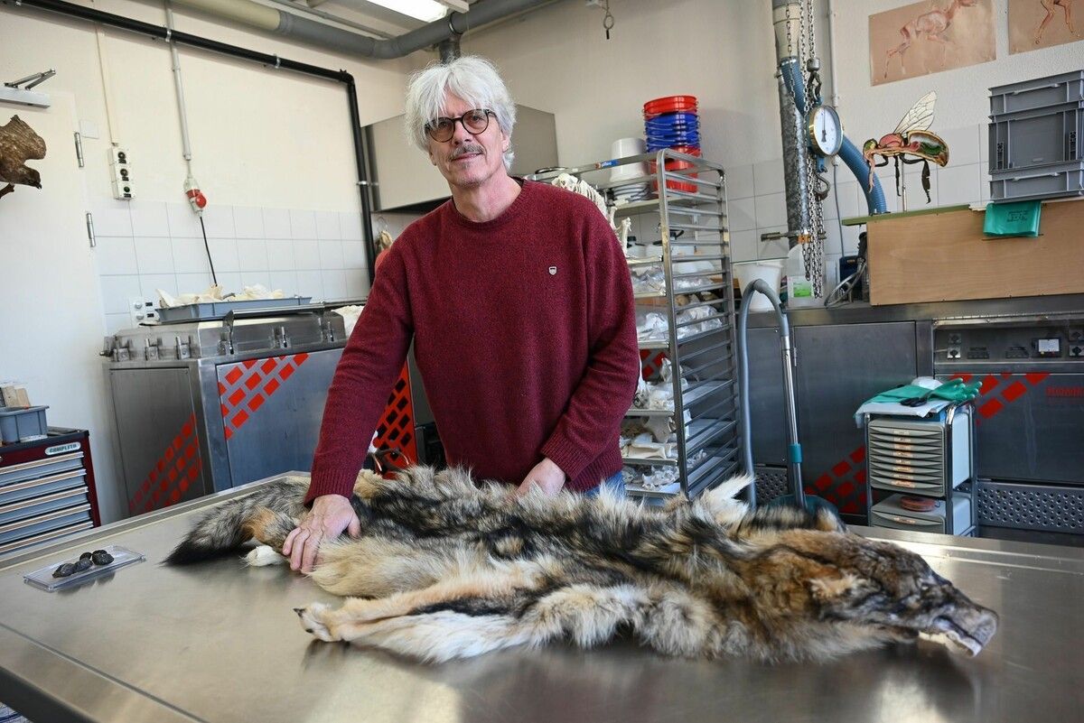 Peter Niederklopfer ist Naturwissenschaftlicher Präparator und leitet die naturkundliche Sammlung im Fürstentum Liechtenstein.⇒bvs