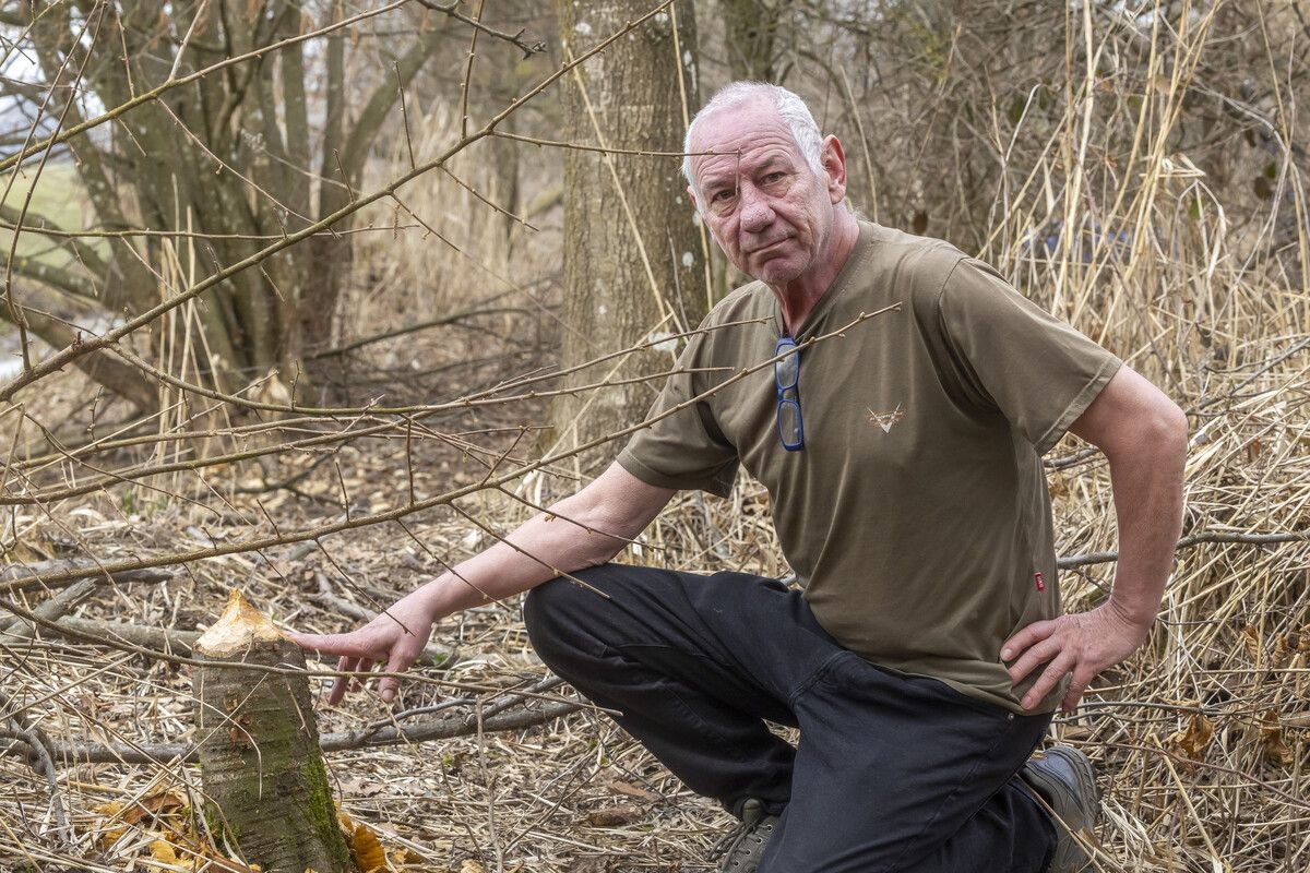 Reinhard Hellmair, Gebietsaufseher im Schweizer Ried bei Lustenau, zeigt das Werk eines fleißigen Bibers. 