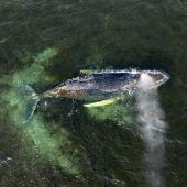 Drama um Buckelwal geht weiter