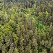 Wälder unter Druck