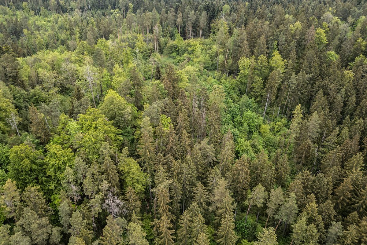 Selbst wenn die Erwärmung knapp unter zwei Grad Celsius bleibt, würden jährlich etwa 216.000 statt bisher rund 180.000 Hektar Wald geschädigt.⇒dpa