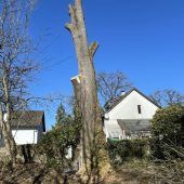 Alte Esche fiel Pilz zum Opfer