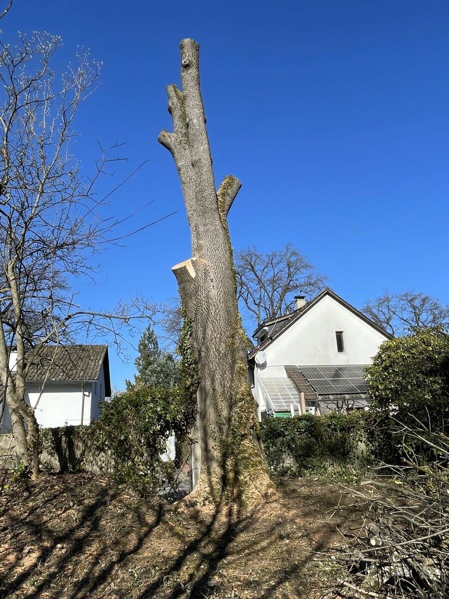 Teilfällung einer Esche im Musikschulpark Liebenstein.