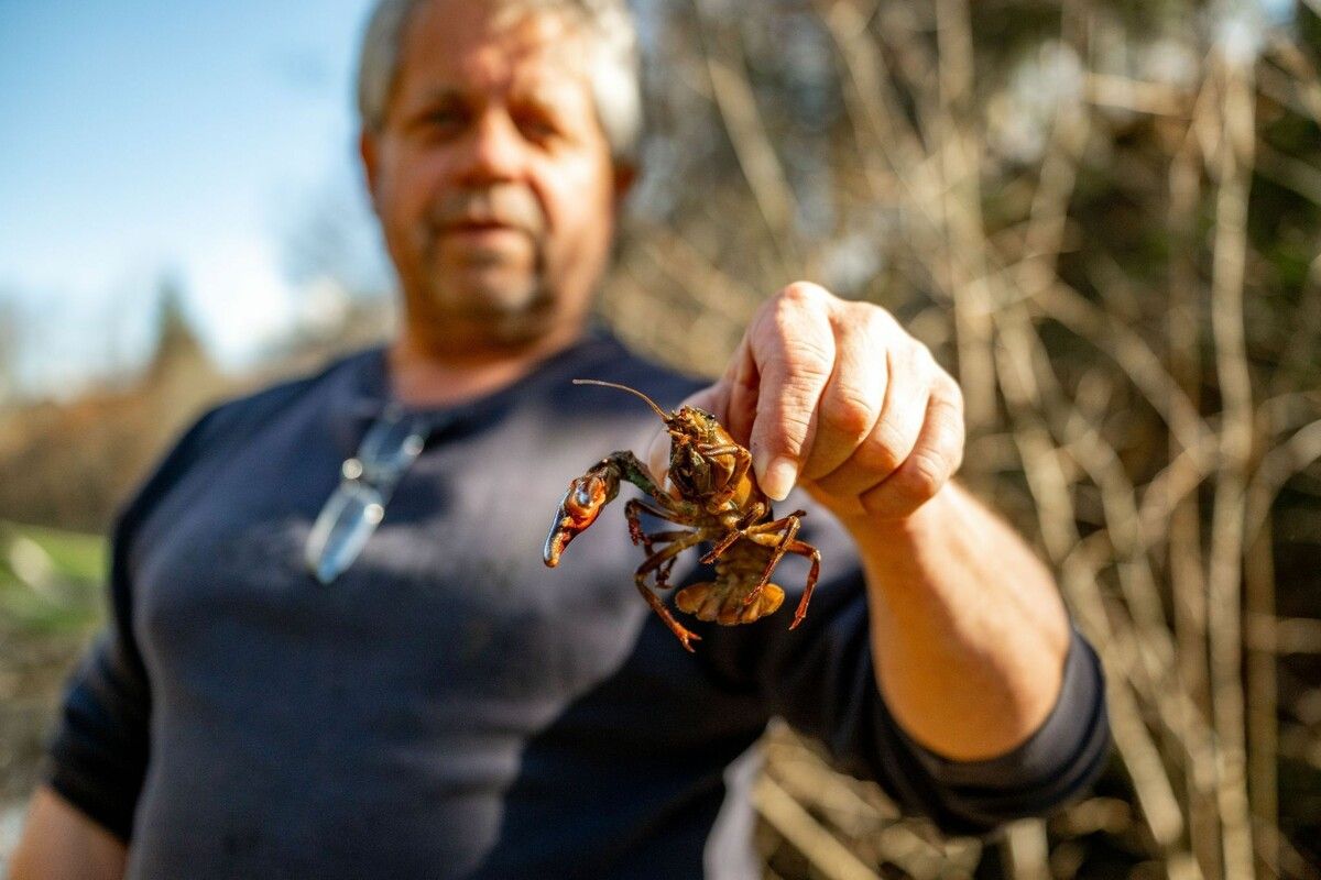 Walter Leitner sind schon Hunderte Signalkrebse ins Netz gegangen. ⇒VN/Rhomberg (2)