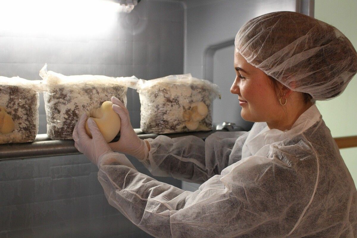 Weil der Igelstachelbart in der Natur nur selten vorkommt, wurden die Pilze bei naturhautnah Metzler gezüchtet.⇒stp (3)