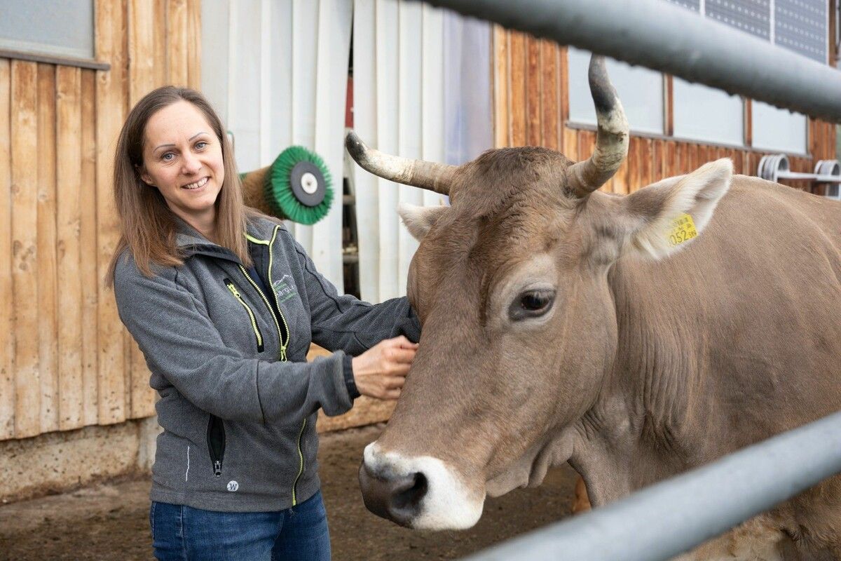 14 Mutterkühe, Kälber und Rinder grasen ab dem Frühjahr an den steilen Hängen des Bartholomäbergs.⇒Alexandra Serra