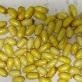 85 Kokain-Päckchen verschluckt