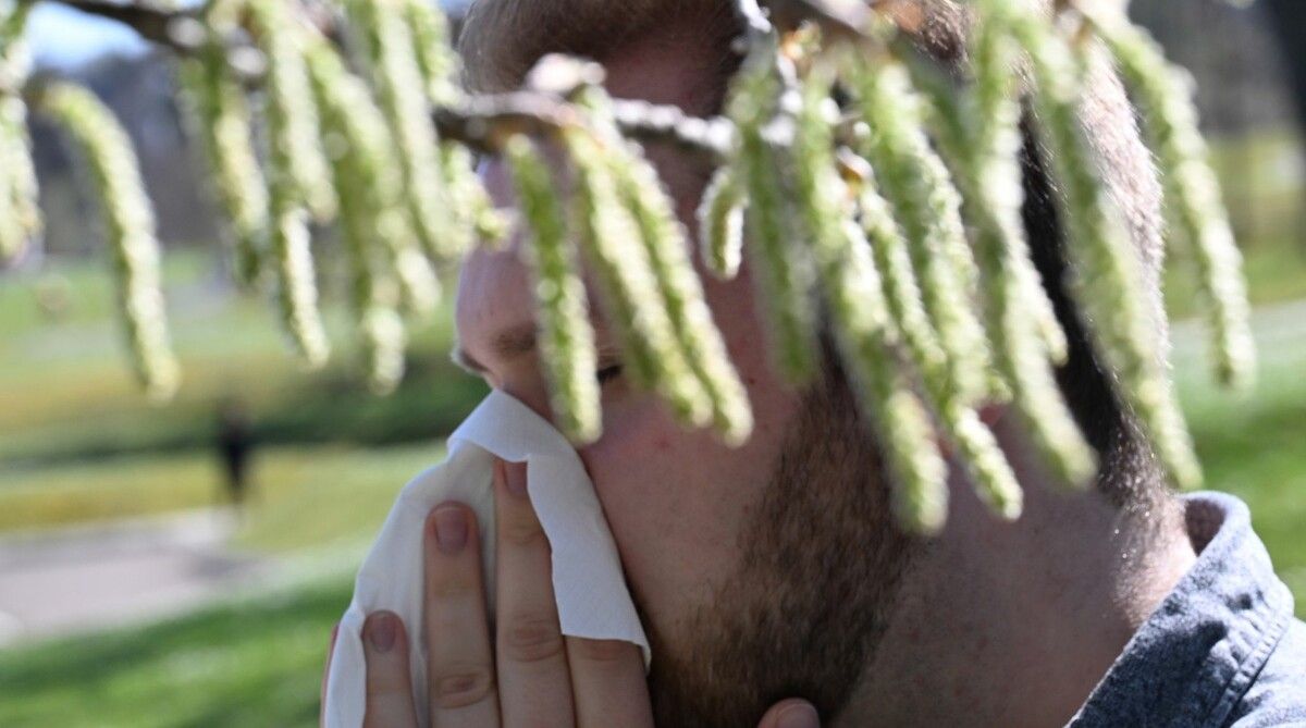 Aktuell werden die Birkenpollen für Allergiker zur Plage.⇒dpa