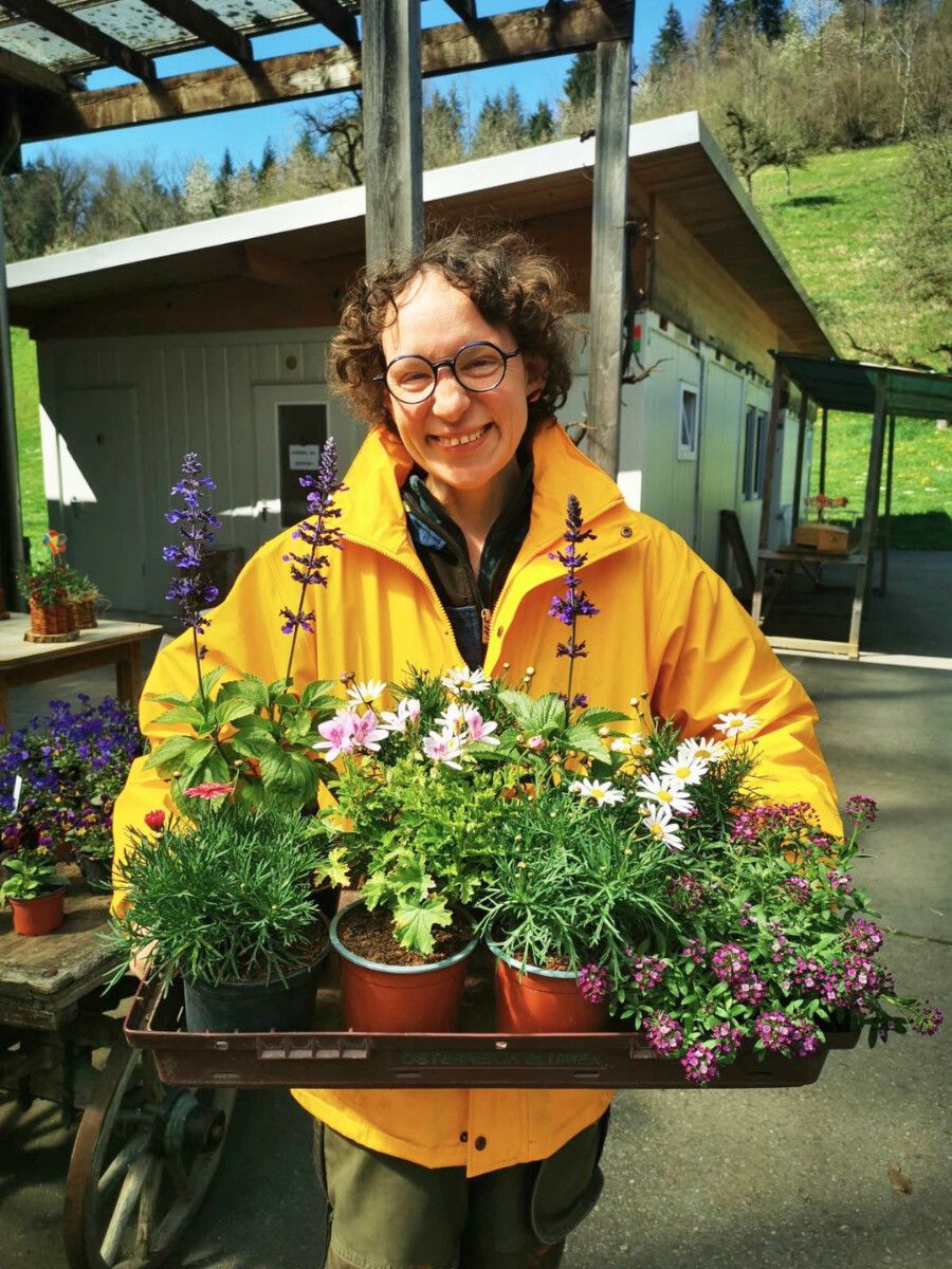 Am Sunnahof in Tufers werden für die Frühlingswoche zahlreiche Jungpflanzen, Kräuter und Blumen vorbereitet. ⇒Sunnahof