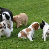 Hundespielwiese Martinsruh geöffnet