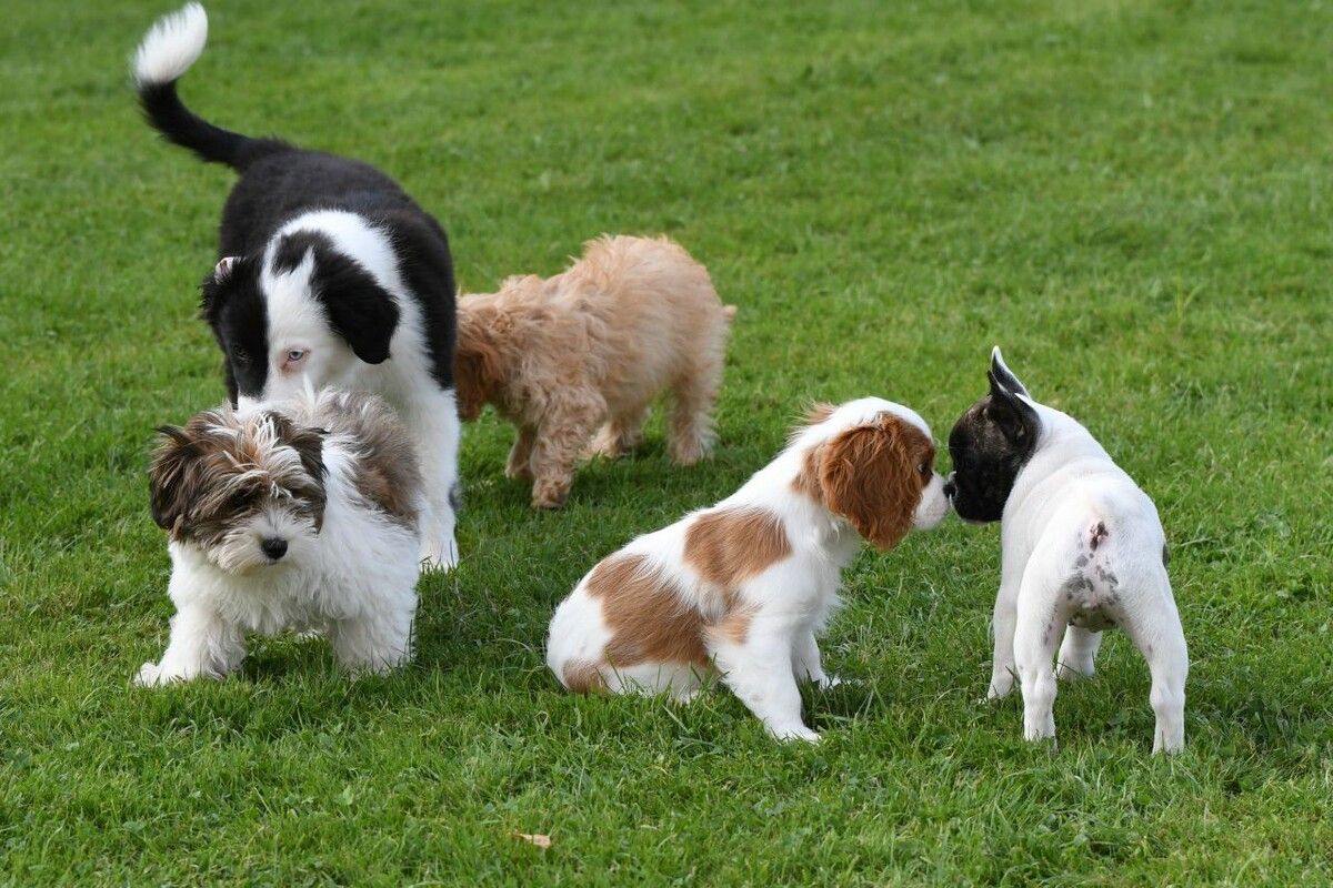 Auf der Spielwiese Martinsruh dürfen die Hunde wieder herumtollen. ⇒Stadt