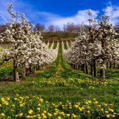 „Bienengefährlich“ und „gering toxisch“