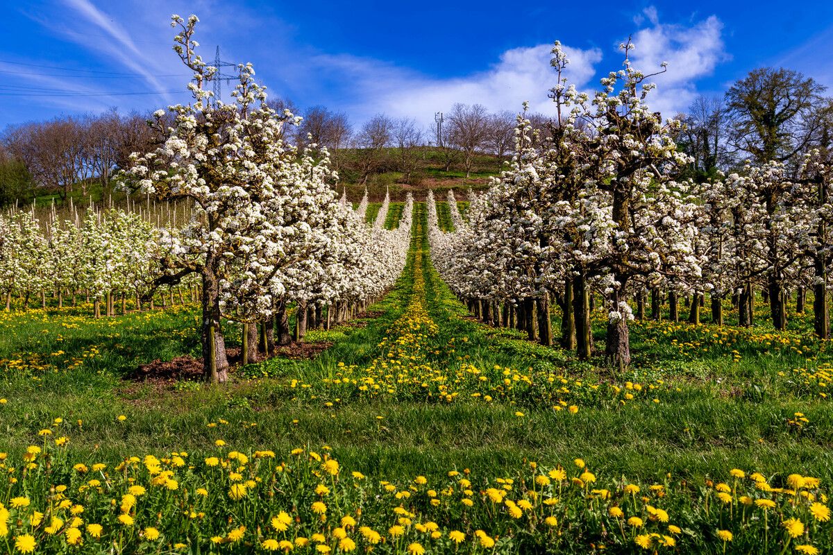 Das Insektizid Movento kann heuer unter strengen Auflagen zum Einsatz kommen. ⇒Stiplovsek