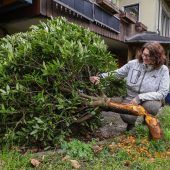 Ein Biber als „Gartengestalter“
