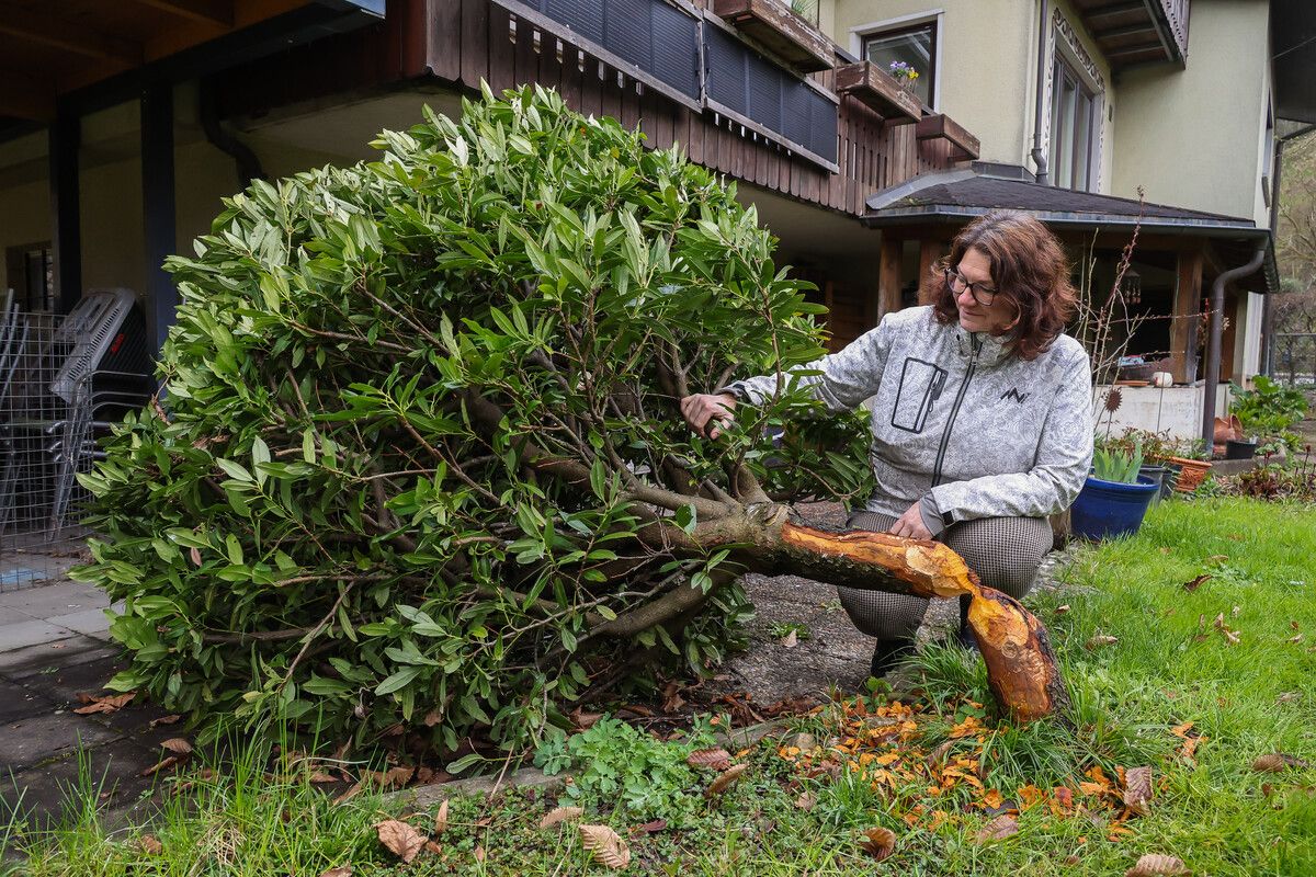 Der Biber hat im Garten von Barbara Jäger-Schäfer ganze Arbeit geleistet. Diesen Kirschlorbeerbaum hat er durchgebissen.⇒VN/Steurer