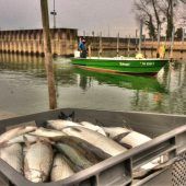 Felchen erholen sich, neue Risiken wachsen