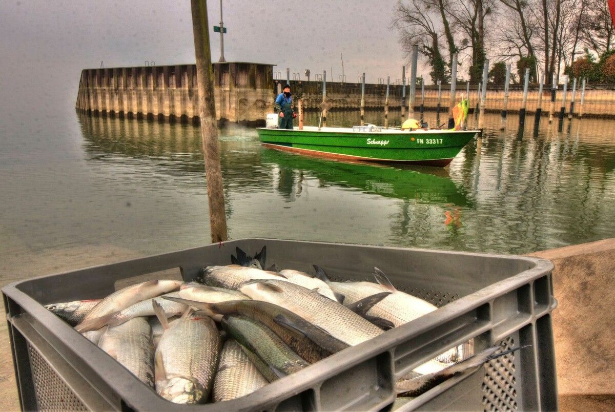 Der Brotfisch des Bodensees darf nächstes Jahr wieder gefangen werden. ⇒CCILTS