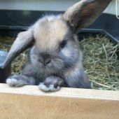 Kleintierzüchter laden ein