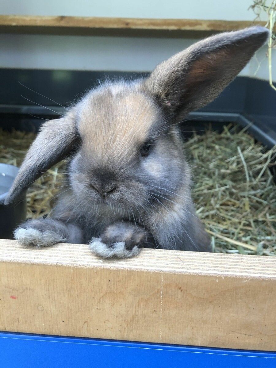 Der Rassekleintierzuchtverein zeigt am 26. April Kaninchen- und Hühnerrassen am Gutshof Heidensand.⇒verein