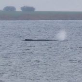 Buckelwal Timmy atmet schwächer