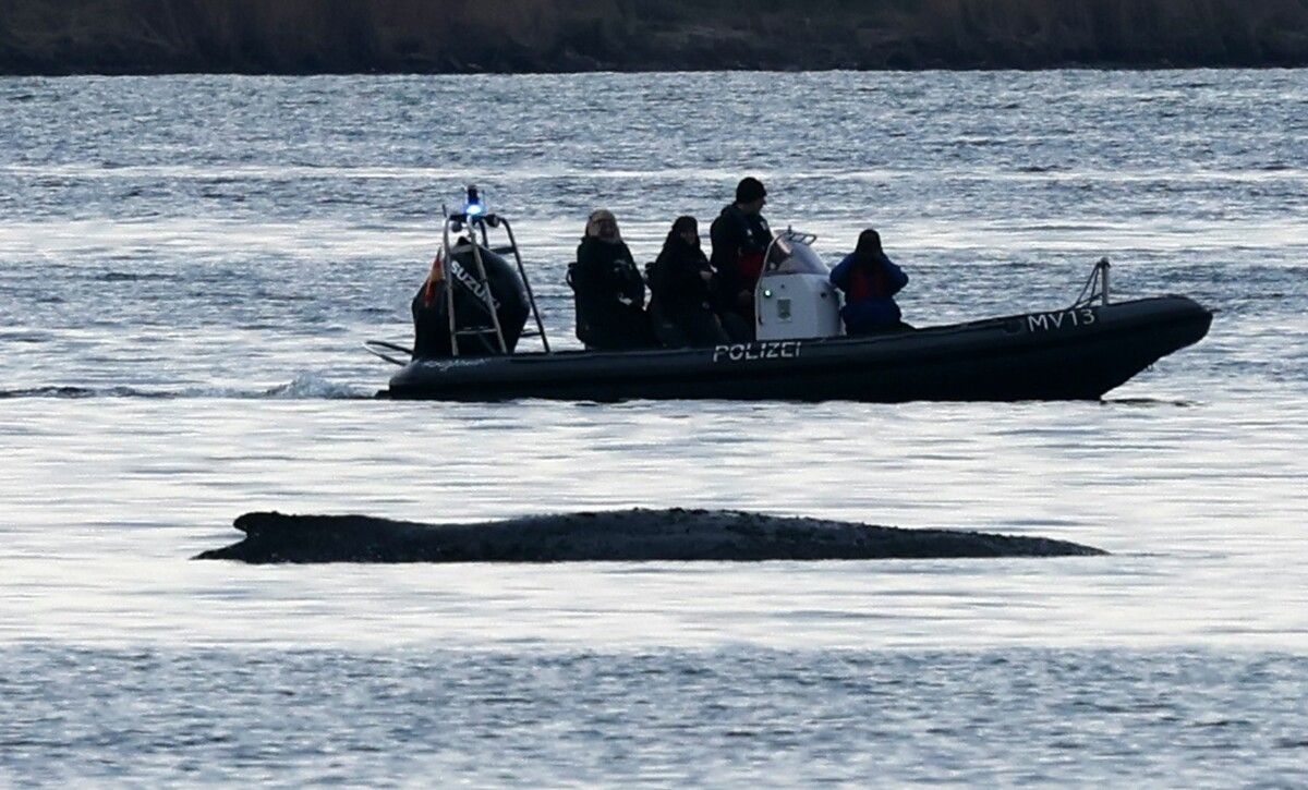Der Wal schwamm sich gestern frei, nach einigen Stunden saß er wieder fest.⇒Apa
