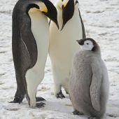 Kaiserpinguin „stark gefährdet“