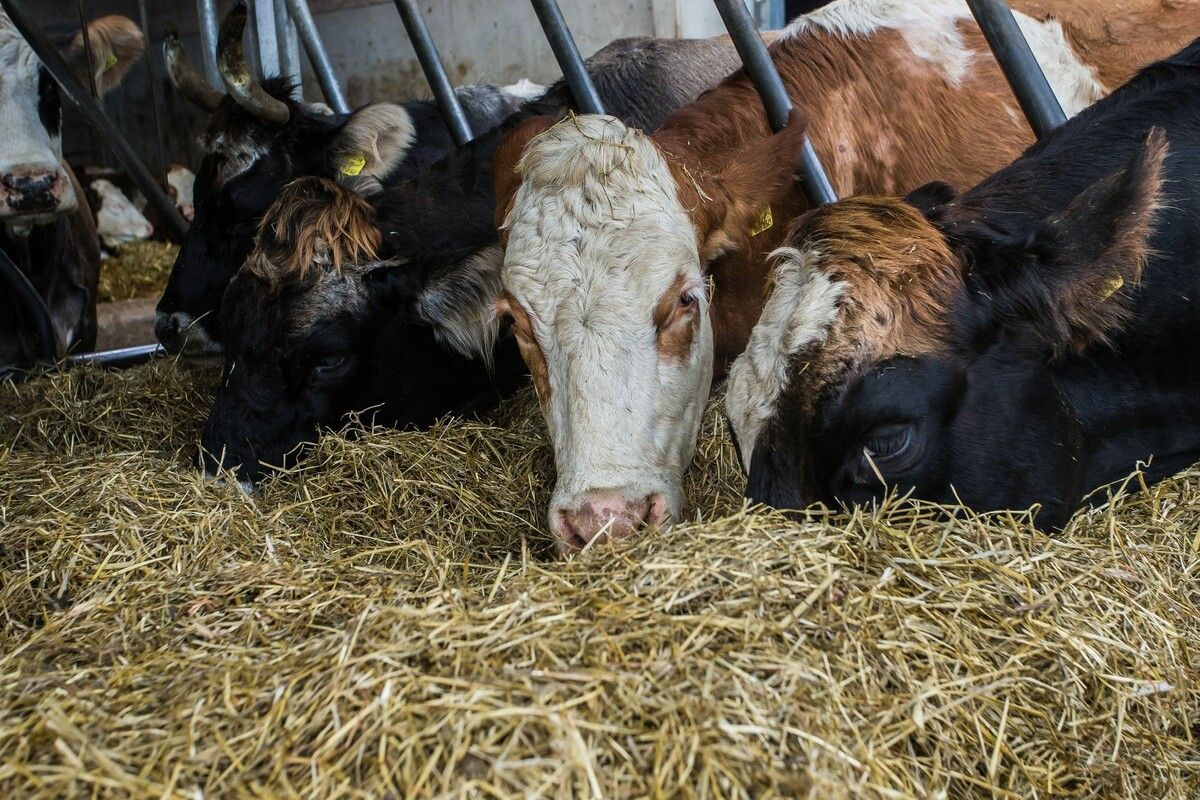 Derzeit sind in Vorarlberg sechs Betriebe wegen TBC gesperrt. ⇒VN/Steurer
