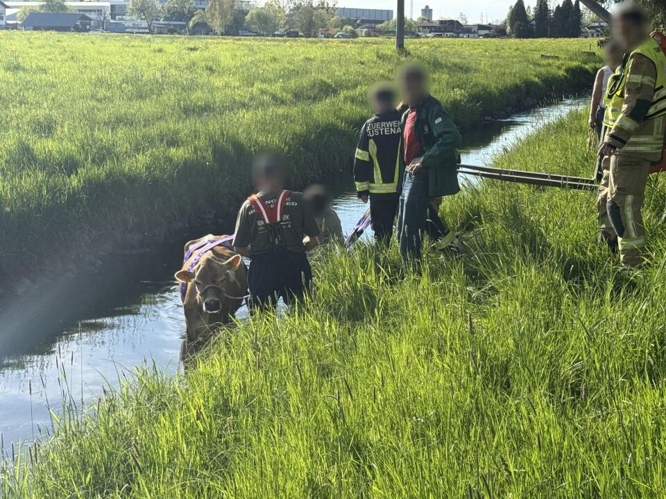 Die Kuh wurde im Lustenauer Ried aus dem Neunerkanal geborgen und dem Landwirt unverletzt übergeben. ⇒VOL.AT/Vlach (2)