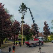 Eine Fichte, ein Dorf, ein großes Fest