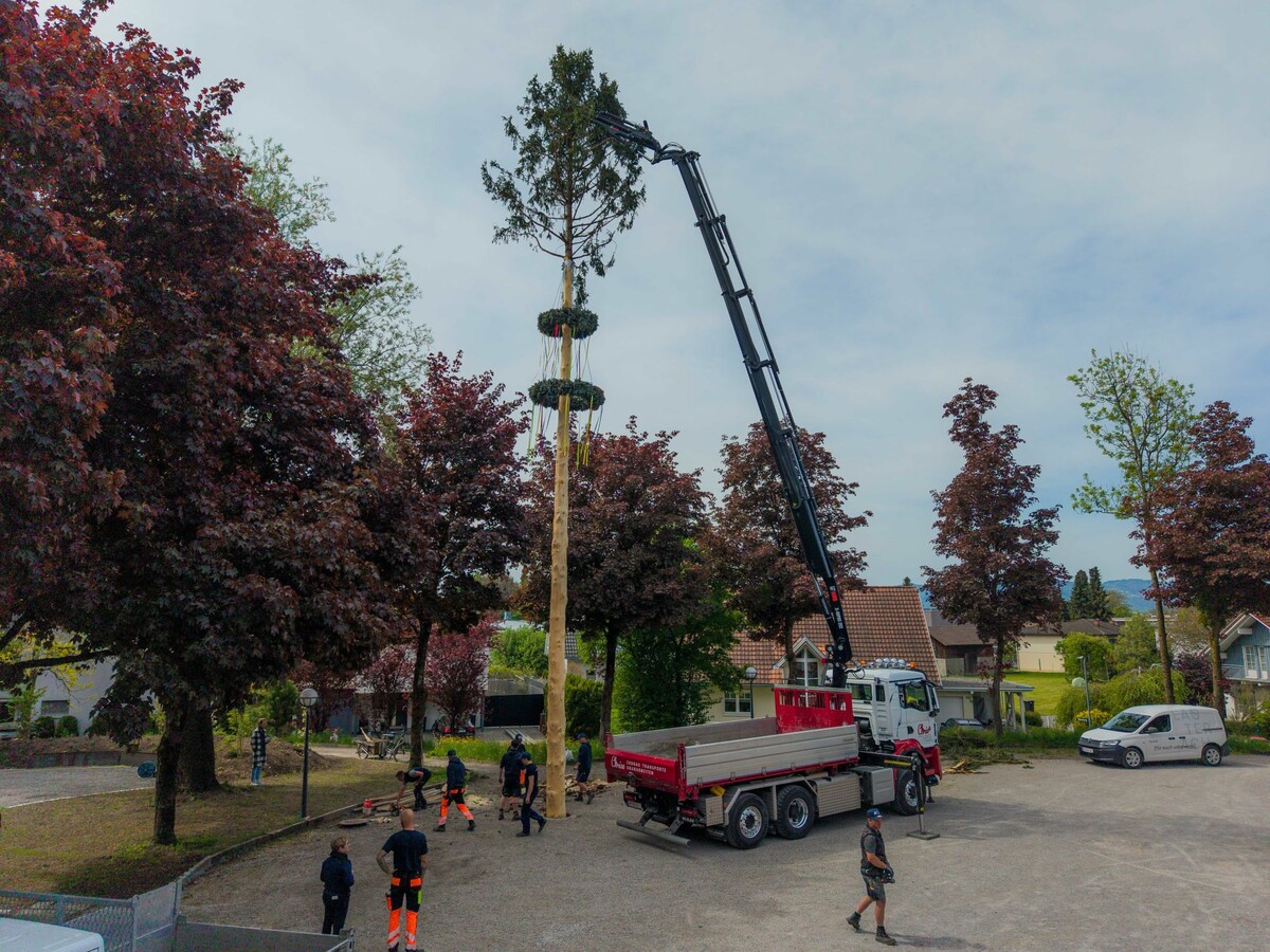 Die Lauteracher Fichte ist knapp 20 Meter hoch. ⇒VN/Steurer (3)
