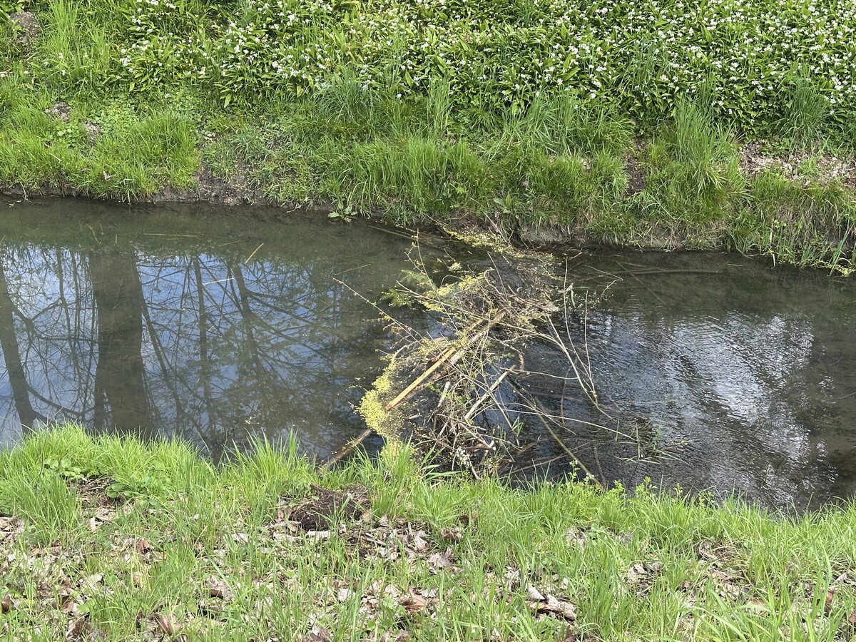 Ein Biberdamm: Laut einer Anrainerin wurden mehrere Biber im ölverseuchten Wasser gesehen.⇒vol.at/Mayer