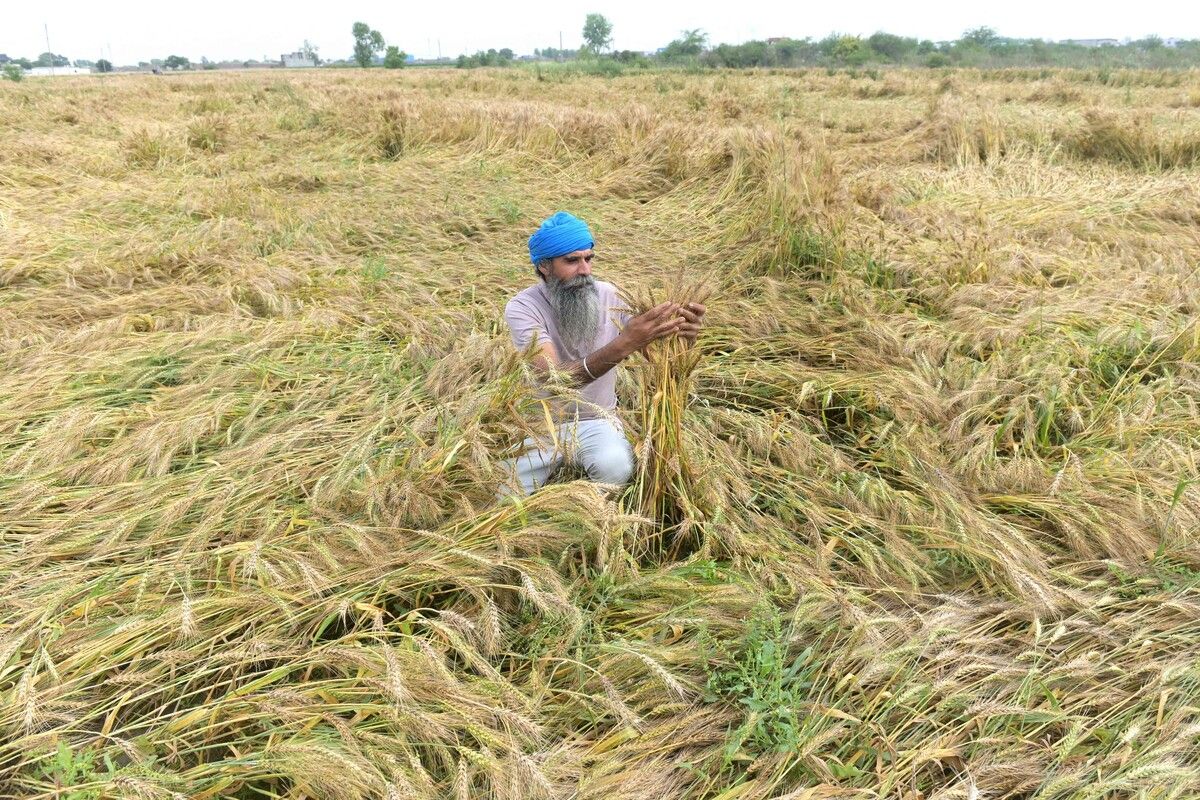 Ein Landwirt begutachtet am Stadtrand von Amritsar die durch heftigen Regen beschädigten Weizenfelder.