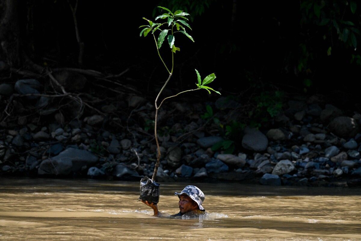 Ein Mann transportiert einen Baum über einen Fluss, um ihn im Rahmen des Earth Day im indonesischen Janthoam einzupflanzen.