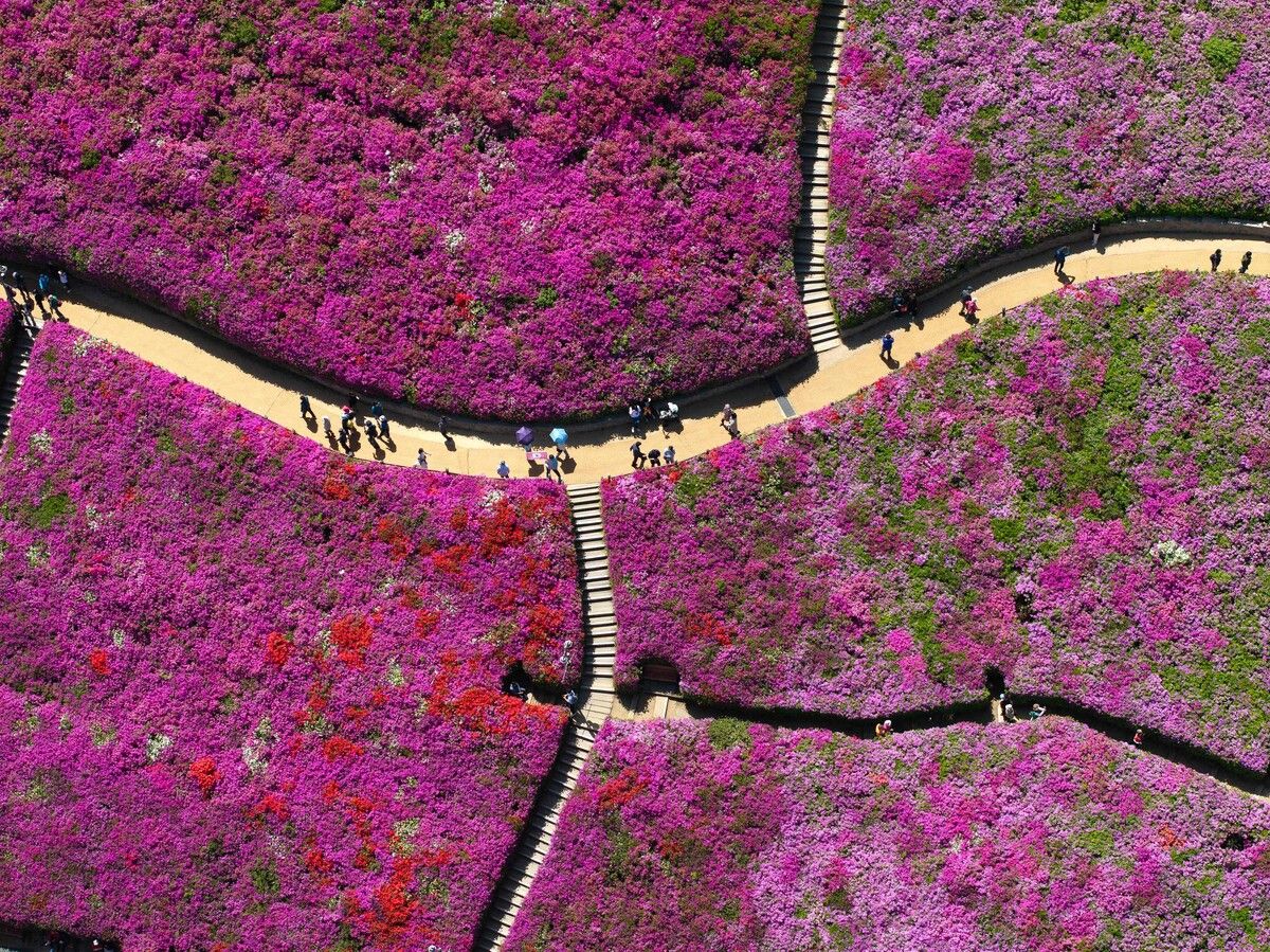 Eine Drohnenaufnahme zeigt ein Feld voller Azaleenblüten während des jährlichen Azaleenfestivals in Gunpo in Südkorea. afp (5)