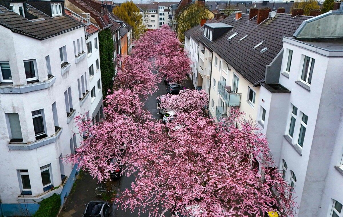 Eine Mitte März diesen Jahres aufgenommenes Foto zeigt eine Straße in Dortmund, gesäumt von blühenden Kirschbäumen.⇒afp