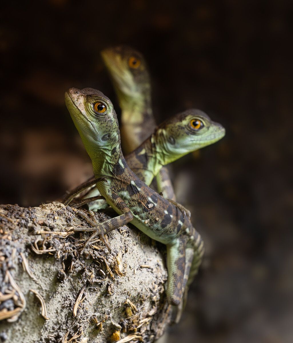 Erfolgreiche Nachzucht: Acht Stirnlappenbasilisken sind im Zoo Schmiding in Krenglbach geschlüpft. APA/ZOO SCHMIDING/P. STERNS