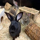 Der freundliche Dusty sehnt sich nach Liebe