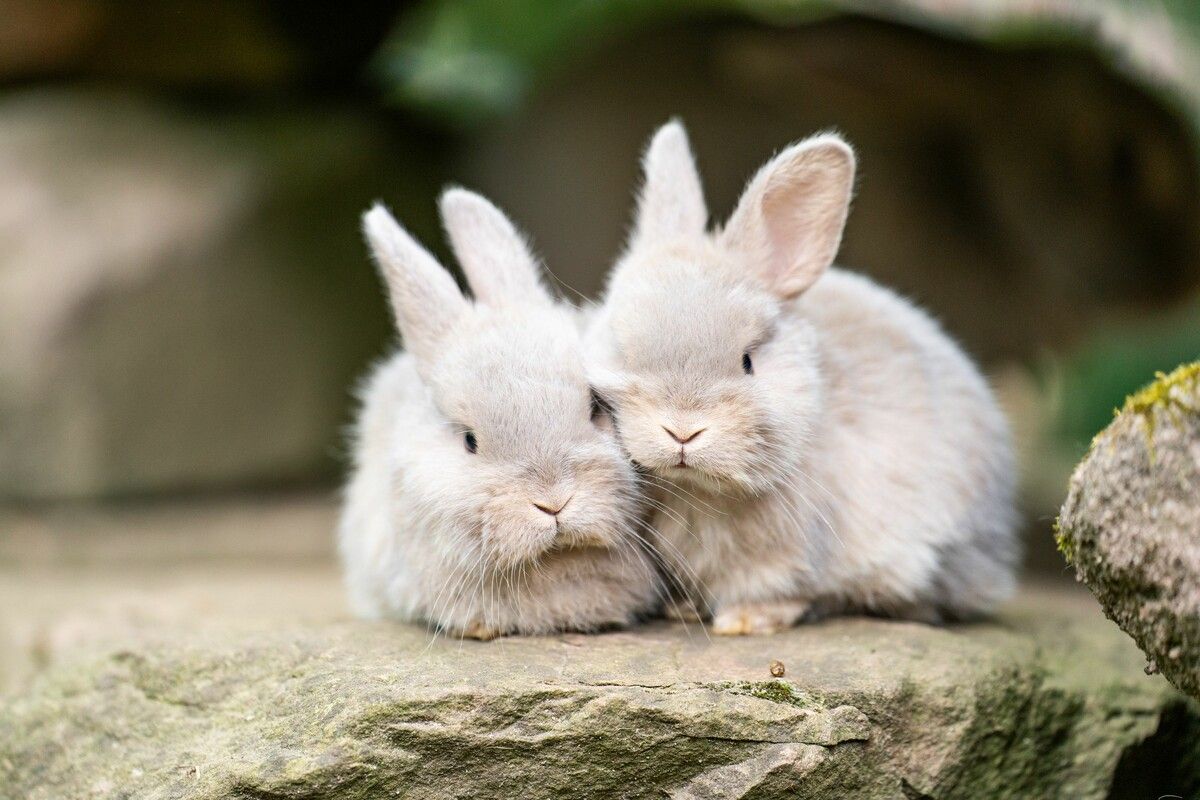 Flauschige Häschen