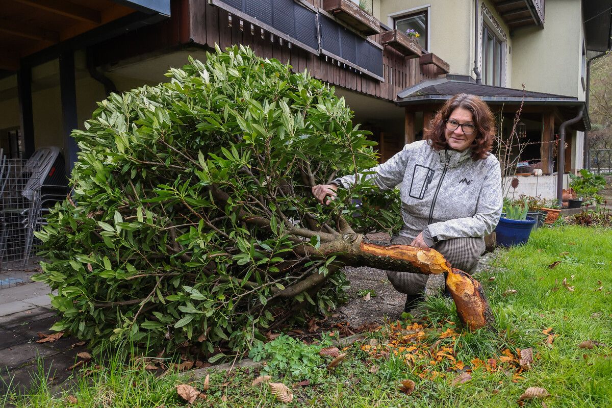 Ein Nager räumt im Garten gründlich auf