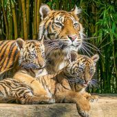 Prächtig ­gewachsen