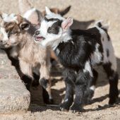 Niedlicher Nachwuchs