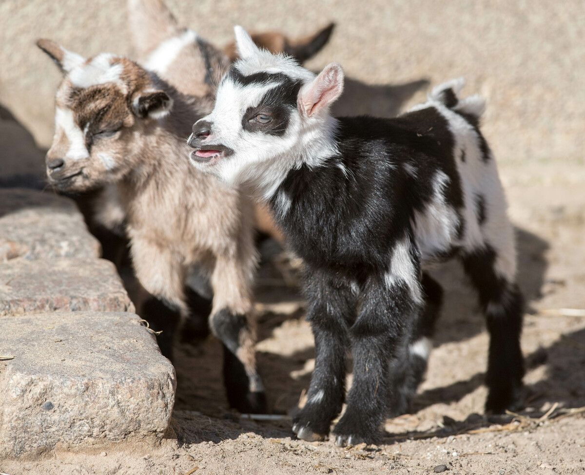 Niedlicher Nachwuchs