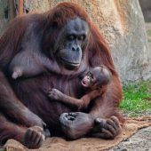 Orang-Utan Babyglück