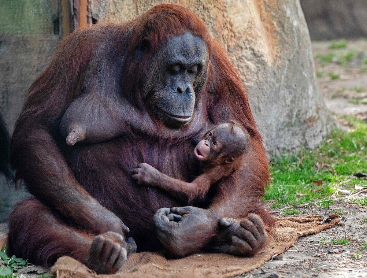 Orang-Utan Babyglück