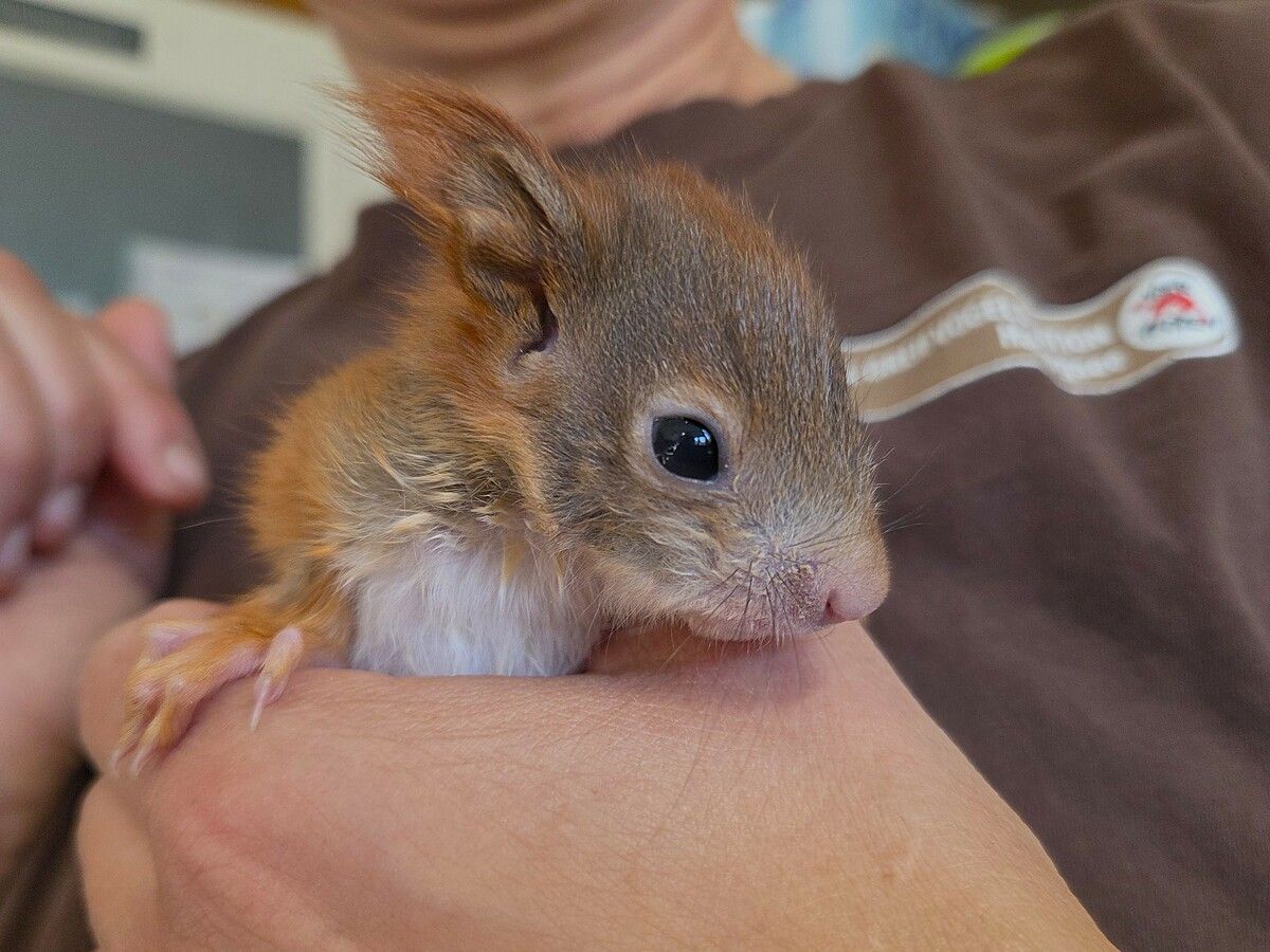 „Benni“ ­gerettet