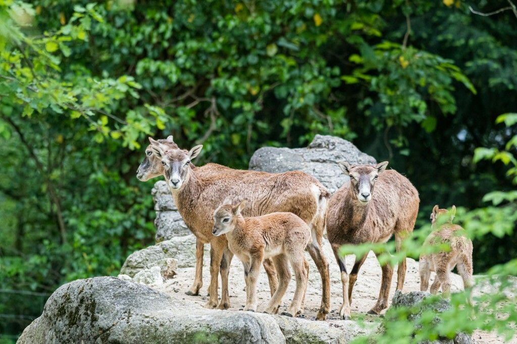Junge Mufflons