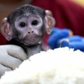 Klein Yuji sucht Nähe