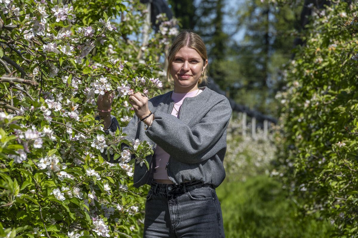Obstbauern hoffen auf gnädiges Wetter