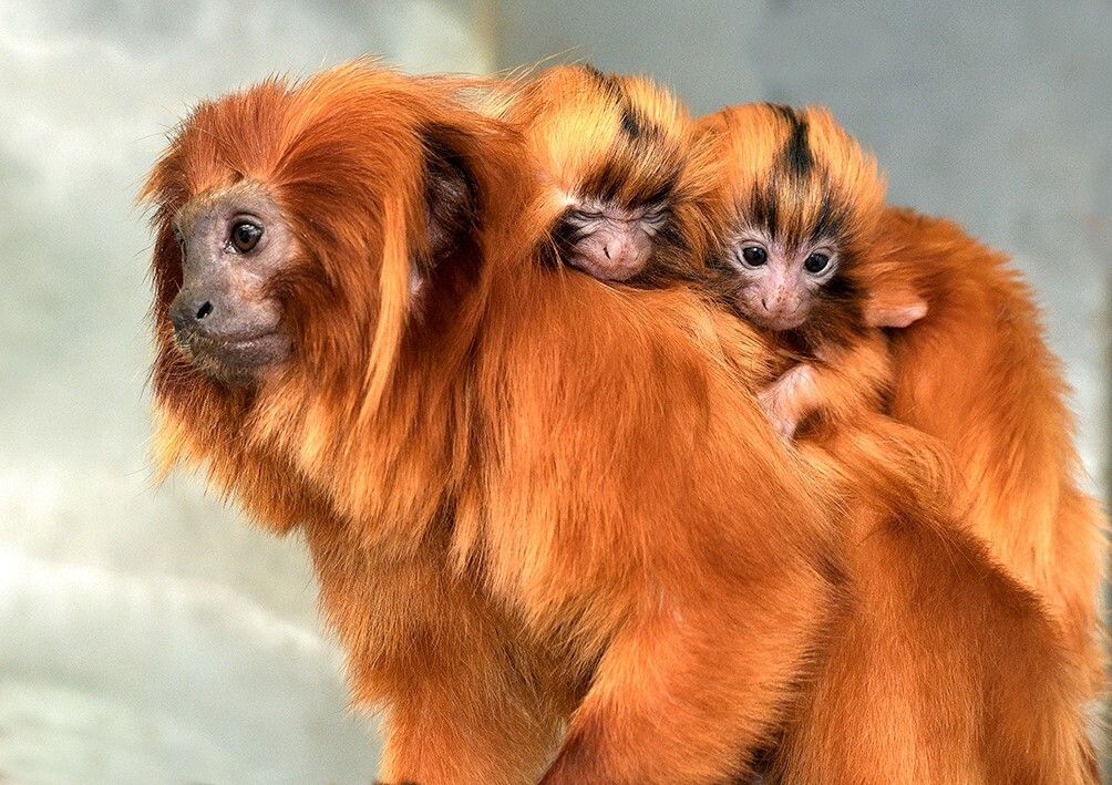 Goldene Äffchen