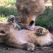 Katzen- wäsche